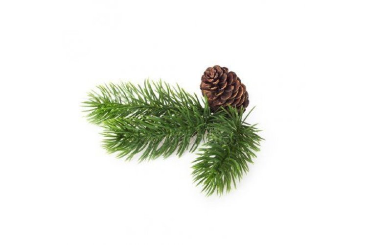 Гидролат Ели  