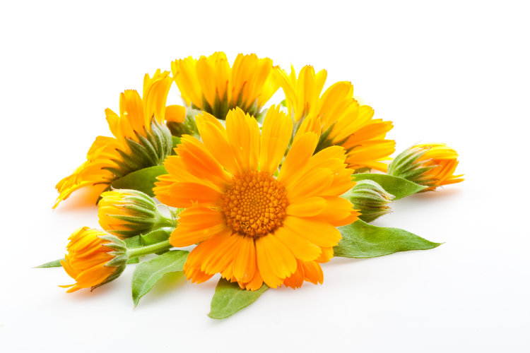 Гидролат Календулы  